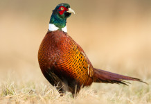 Arcicaccia: la caccia sociale si difende rafforzando gli Atc Arcicaccia la caccia sociale si difende rafforzando gli Atc