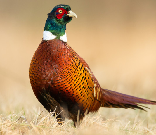 Arcicaccia: la caccia sociale si difende rafforzando gli Atc Arcicaccia la caccia sociale si difende rafforzando gli Atc