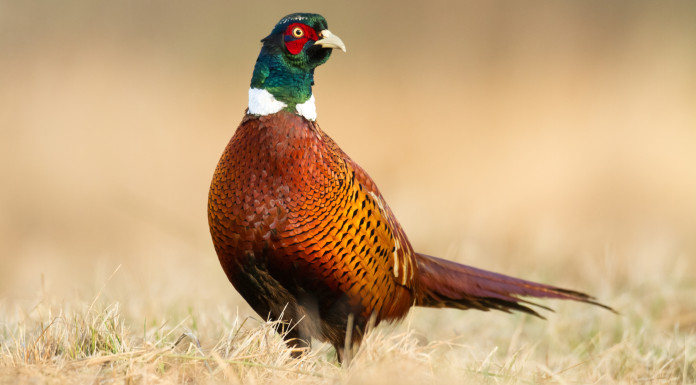 Arcicaccia: la caccia sociale si difende rafforzando gli Atc Arcicaccia la caccia sociale si difende rafforzando gli Atc