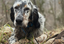 Beccacce che Passione 2 2026: la presentazione del nuovo numero Beccacce che Passione numero 2 2026