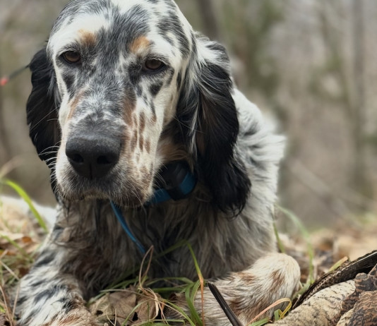 Beccacce che Passione 2 2026: la presentazione del nuovo numero Beccacce che Passione numero 2 2026