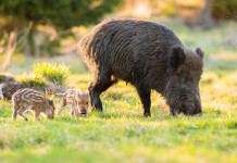 Buconi (Fidc): Tar rafforza piano straordinario di gestione della fauna Buconi (Fidc) Tar rafforza piano straordinario di gestione della fauna - cinghiale femmina con piccoli