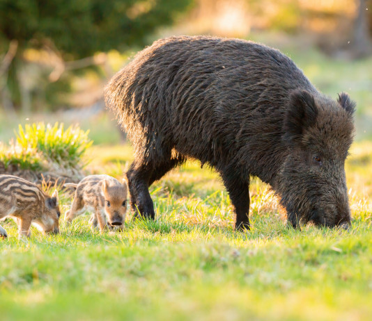 Buconi (Fidc): Tar rafforza piano straordinario di gestione della fauna Buconi (Fidc) Tar rafforza piano straordinario di gestione della fauna - cinghiale femmina con piccoli