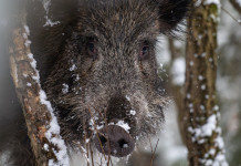 Caccia Magazine aprile 2026 in edicola e sul web Caccia Magazine aprile 2026 in edicola e sul web