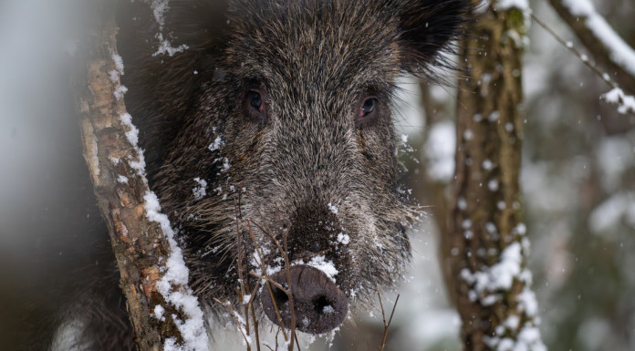 Caccia Magazine aprile 2026 in edicola e sul web Caccia Magazine aprile 2026 in edicola e sul web