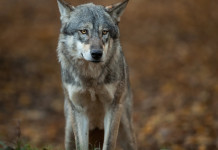 Fidc Toscana difende coinvolgimento nel monitoraggio del lupo Fidc Toscana difende coinvolgimento nel monitoraggio del lupo