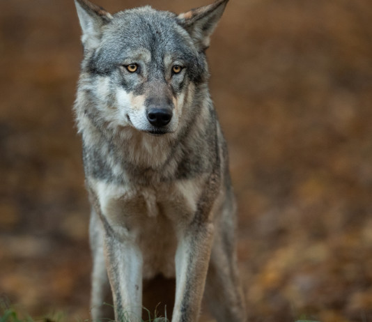 Fidc Toscana difende coinvolgimento nel monitoraggio del lupo Fidc Toscana difende coinvolgimento nel monitoraggio del lupo
