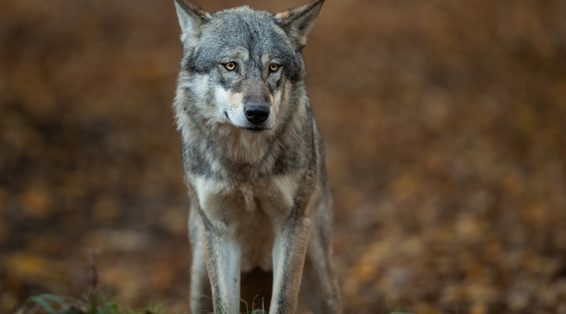 Fidc Toscana difende coinvolgimento nel monitoraggio del lupo Fidc Toscana difende coinvolgimento nel monitoraggio del lupo