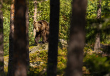 Fugatti assolto per l’abbattimento dell’orso M90 Fugatti assolto per abbattimento dell’orso M90