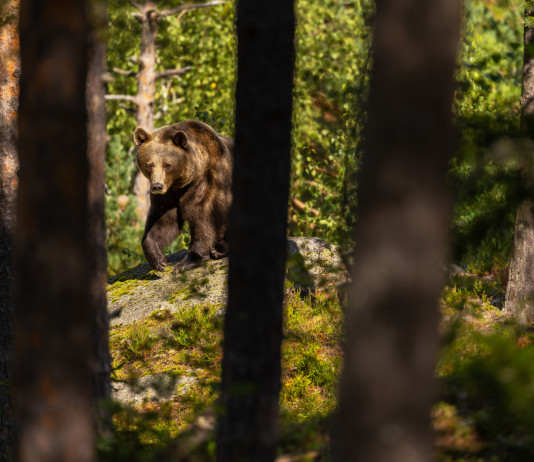 Fugatti assolto per l’abbattimento dell’orso M90 Fugatti assolto per abbattimento dell’orso M90