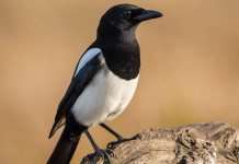 Giunta Umbria adotta proposta calendario venatorio regionale Giunta Umbria adotta proposta calendario venatorio regionale - gazza (european magpie, Pica pica)