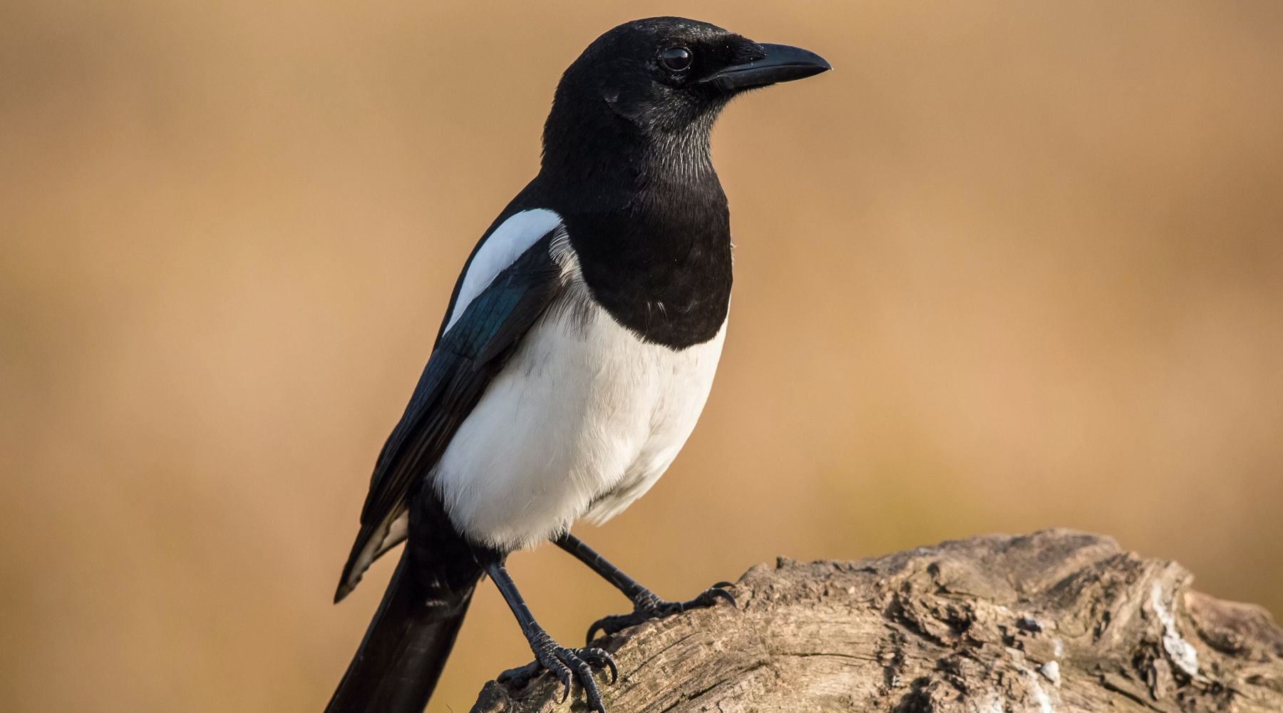 Giunta Umbria adotta proposta calendario venatorio regionale Giunta Umbria adotta proposta calendario venatorio regionale - gazza (european magpie, Pica pica)