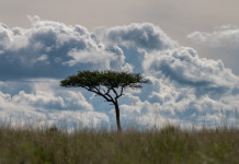 I “Fiori di acacia” di Giorgio Lugaresi I Fiori di acacia di Giorgio Lugaresi