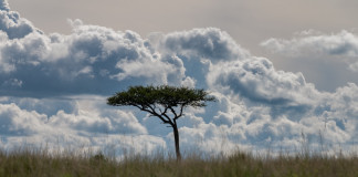 I “Fiori di acacia” di Giorgio Lugaresi I Fiori di acacia di Giorgio Lugaresi