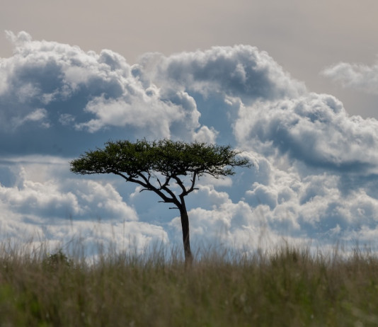 I “Fiori di acacia” di Giorgio Lugaresi I Fiori di acacia di Giorgio Lugaresi