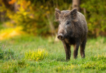 Il piano straordinario di gestione della fauna resiste al vaglio del Tar Il piano straordinario di gestione della fauna resiste al vaglio del Tar - cinghiale