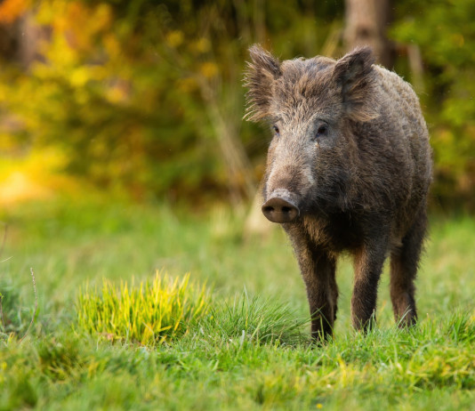 Il piano straordinario di gestione della fauna resiste al vaglio del Tar Il piano straordinario di gestione della fauna resiste al vaglio del Tar - cinghiale