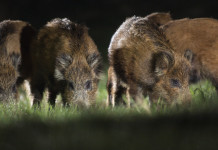 In Lombardia si riduce il territorio soggetto a restrizioni per la peste suina africana In Lombardia si riduce il territorio soggetto a restrizioni per la peste suina africana - cinghiali di notte