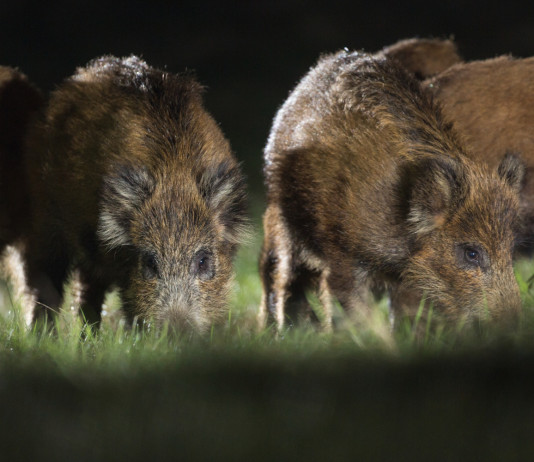 In Lombardia si riduce il territorio soggetto a restrizioni per la peste suina africana In Lombardia si riduce il territorio soggetto a restrizioni per la peste suina africana - cinghiali di notte