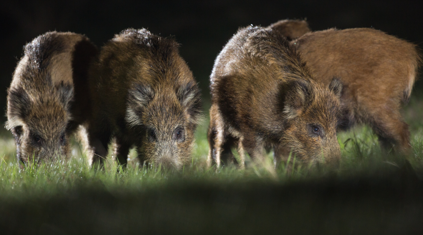In Lombardia si riduce il territorio soggetto a restrizioni per la peste suina africana In Lombardia si riduce il territorio soggetto a restrizioni per la peste suina africana - cinghiali di notte