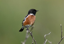 L’Ispra: in 25 anni perso un terzo degli uccelli comuni nelle zone agricole L’Ispra in 25 anni perso un terzo degli uccelli comuni nelle zone agricole