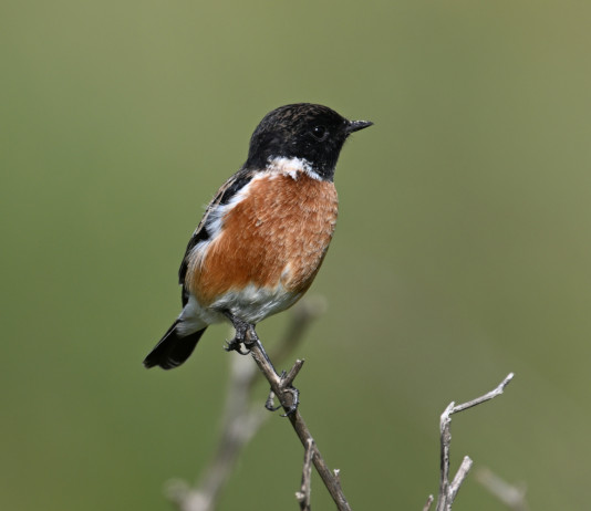 L’Ispra: in 25 anni perso un terzo degli uccelli comuni nelle zone agricole L’Ispra in 25 anni perso un terzo degli uccelli comuni nelle zone agricole