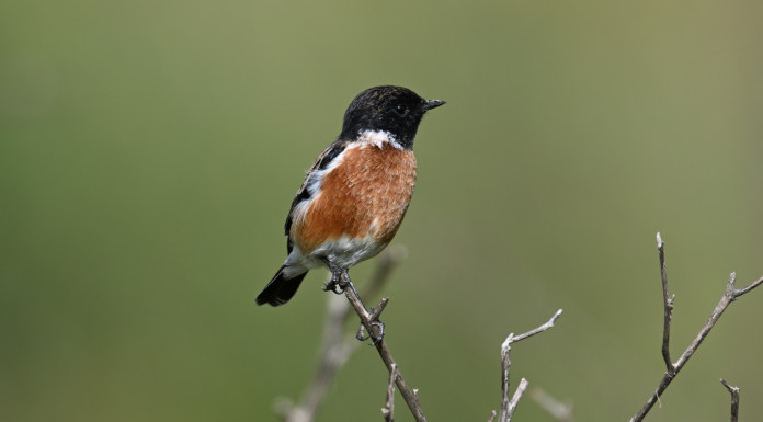 L’Ispra: in 25 anni perso un terzo degli uccelli comuni nelle zone agricole L’Ispra in 25 anni perso un terzo degli uccelli comuni nelle zone agricole