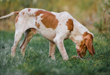 Maria Teresa Colle vince il 12° «Caccia, passione e ricordi» Maria Teresa Colle vince il 12° «Caccia, passione e ricordi» - bracco italiano