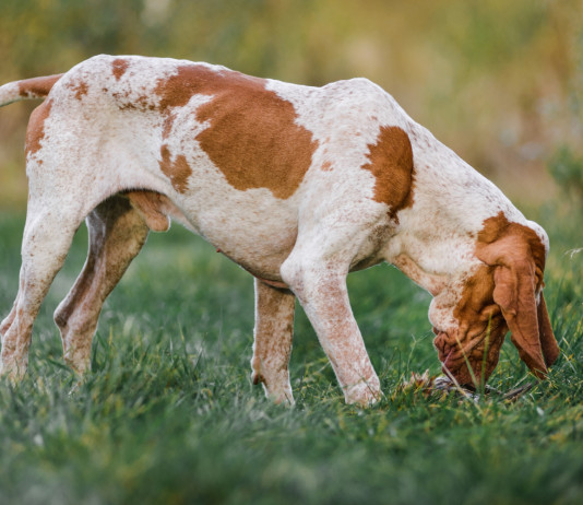 Maria Teresa Colle vince il 12° «Caccia, passione e ricordi» Maria Teresa Colle vince il 12° «Caccia, passione e ricordi» - bracco italiano