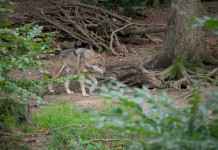 Per il Partito democratico il declassamento del lupo è «provvedimento ideologico» Per il Partito democratico il declassamento del lupo è «provvedimento ideologico» - lupo nel bosco