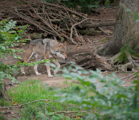 Per il Partito democratico il declassamento del lupo è «provvedimento ideologico» Per il Partito democratico il declassamento del lupo è «provvedimento ideologico» - lupo nel bosco