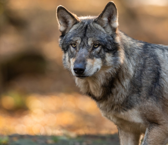 Respinti due ordini del giorno delle opposizioni sul declassamento del lupo Respinti due ordini del giorno delle opposizioni sul declassamento del lupo