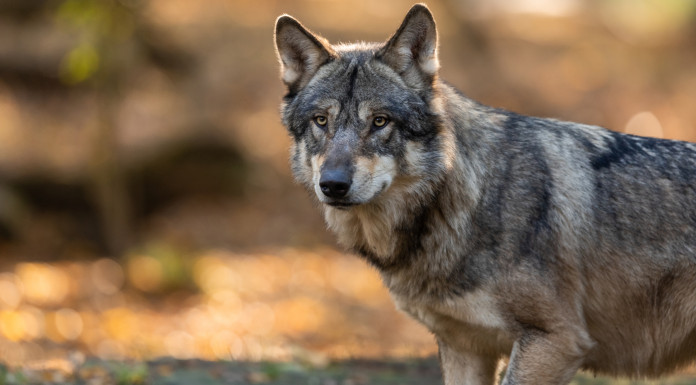 Respinti due ordini del giorno delle opposizioni sul declassamento del lupo Respinti due ordini del giorno delle opposizioni sul declassamento del lupo