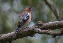 Tar annulla la delibera sulla caccia in deroga in Lombardia Tar annulla la delibera sulla caccia in deroga in Lombardia - fringuello