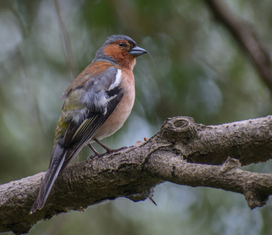 Tar annulla la delibera sulla caccia in deroga in Lombardia Tar annulla la delibera sulla caccia in deroga in Lombardia - fringuello