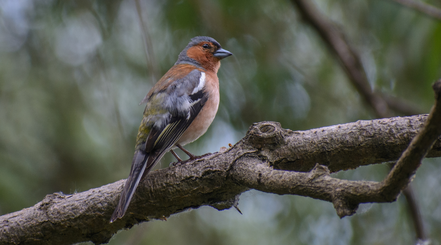 Tar annulla la delibera sulla caccia in deroga in Lombardia Tar annulla la delibera sulla caccia in deroga in Lombardia - fringuello