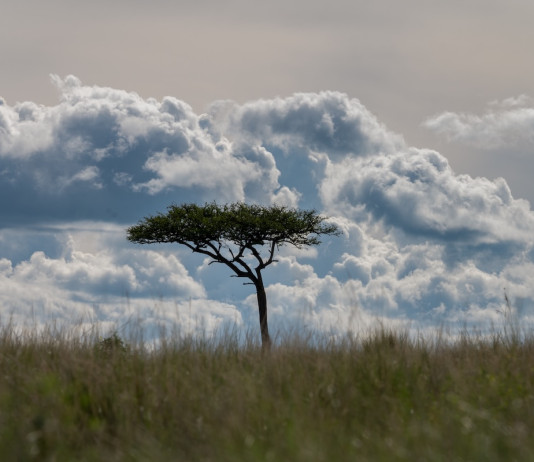 I “Fiori di acacia” di Giorgio Lugaresi Fiori di acacia