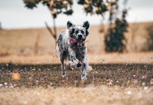 Approvato il regolamento europeo su benessere e tracciabilità di cani e gatti Approvato il regolamento europeo su benessere e tracciabilità di cani e gatti - setter inglese bianco e nero