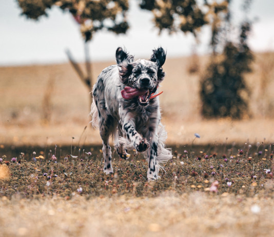 Approvato il regolamento europeo su benessere e tracciabilità di cani e gatti Approvato il regolamento europeo su benessere e tracciabilità di cani e gatti - setter inglese bianco e nero