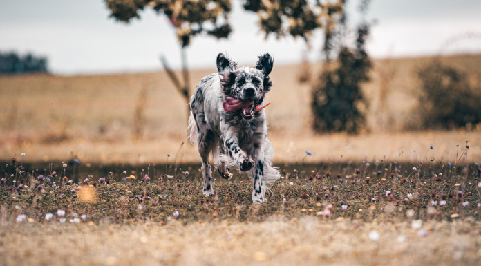 Approvato il regolamento europeo su benessere e tracciabilità di cani e gatti Approvato il regolamento europeo su benessere e tracciabilità di cani e gatti - setter inglese bianco e nero