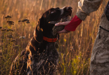 Caccia Magazine maggio 2026 in edicola e online Caccia Magazine maggio 2026 in edicola e online - cane da caccia