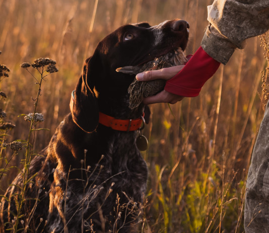Caccia Magazine maggio 2026 in edicola e online Caccia Magazine maggio 2026 in edicola e online - cane da caccia