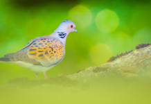 Dal calendario venatorio del Trentino restano ancora fuori sei specie Dal calendario venatorio del Trentino restano ancora fuori sei specie - tortora