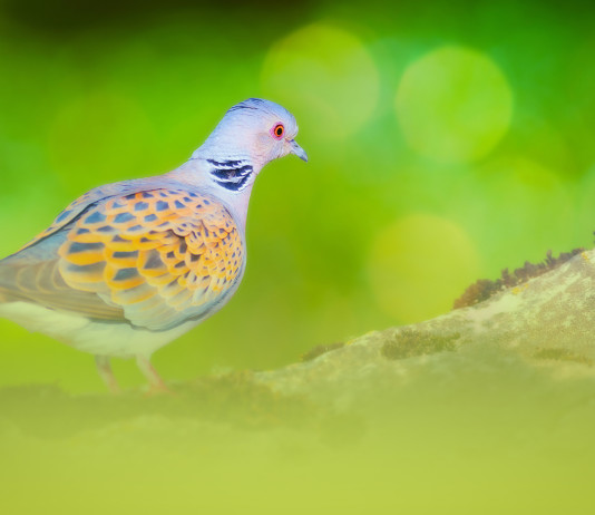 Dal calendario venatorio del Trentino restano ancora fuori sei specie Dal calendario venatorio del Trentino restano ancora fuori sei specie - tortora