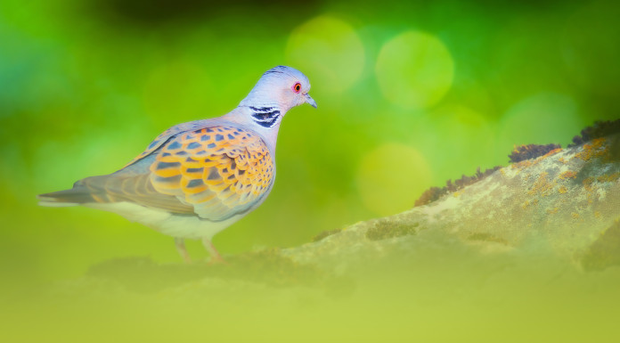 Dal calendario venatorio del Trentino restano ancora fuori sei specie Dal calendario venatorio del Trentino restano ancora fuori sei specie - tortora