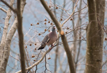 L’Emilia-Romagna intenzionata a replicare la preapertura della caccia al colombaccio L’Emilia Romagna intenzionata a replicare la preapertura della caccia al colombaccio