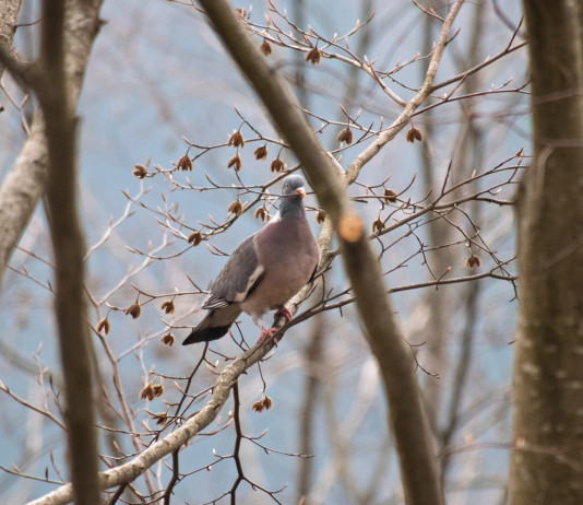 L’Emilia-Romagna intenzionata a replicare la preapertura della caccia al colombaccio L’Emilia Romagna intenzionata a replicare la preapertura della caccia al colombaccio