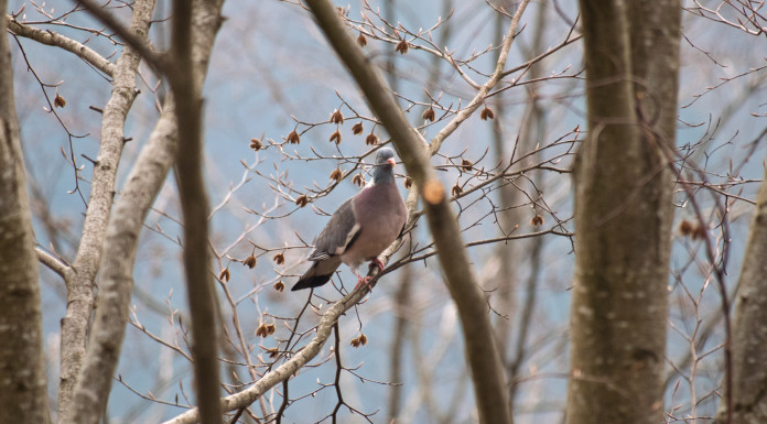 L’Emilia-Romagna intenzionata a replicare la preapertura della caccia al colombaccio L’Emilia Romagna intenzionata a replicare la preapertura della caccia al colombaccio