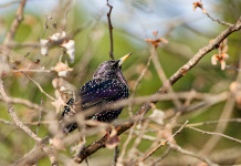 La maggioranza propone di ritoccare la normativa sulla caccia in deroga allo storno La maggioranza propone di ritoccare la normativa sulla caccia in deroga allo storno