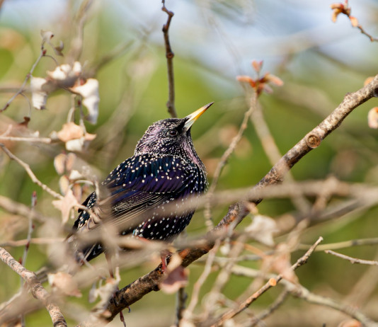 La maggioranza propone di ritoccare la normativa sulla caccia in deroga allo storno La maggioranza propone di ritoccare la normativa sulla caccia in deroga allo storno